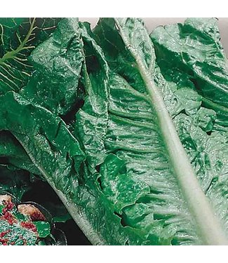 Mckenzie Lettuce Romaine Seed Packet