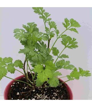 Mckenzie Mckenzie Herb Cilantro Coriander Seed Packet