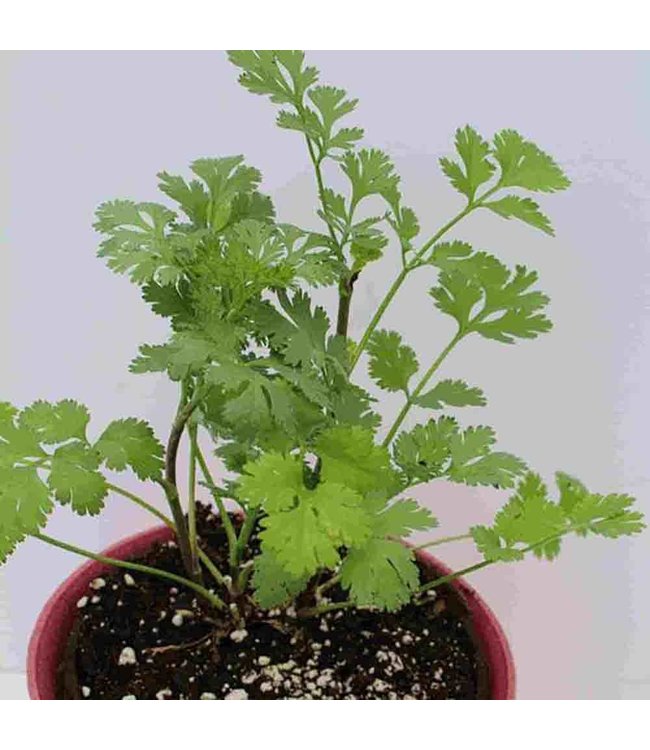 Mckenzie Herb Cilantro Coriander Seed Packet