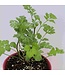 Mckenzie Herb Cilantro Coriander Seed Packet