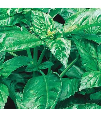 Mckenzie Mckenzie Herb Basil Cinnamon Seed Packet