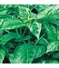 Mckenzie Herb Basil Cinnamon Seed Packet
