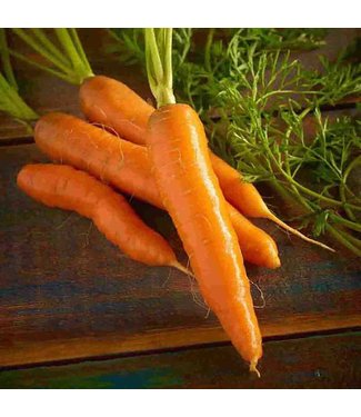 Mckenzie Carrot Red Cored Chantenay Seed Packet