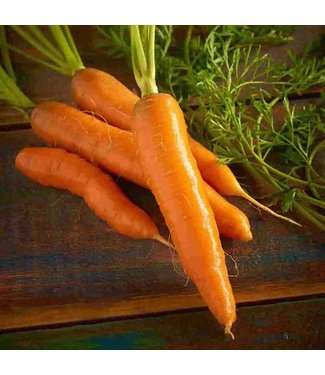 Mckenzie Mckenzie Carrot Red Cored Chantenay Seed Packet