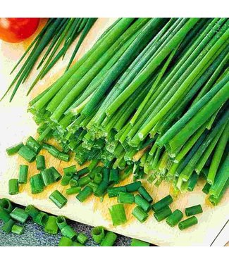 Mckenzie Herb Garlic Chives