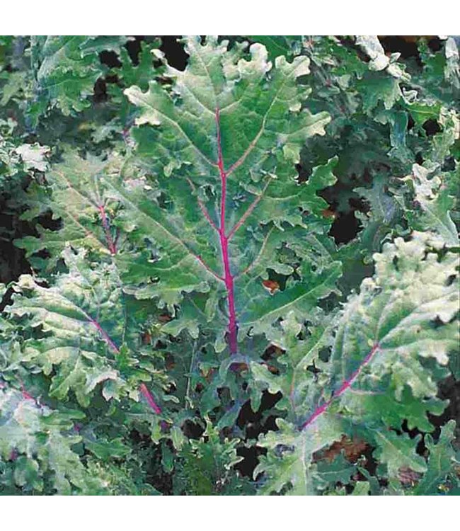 Mckenzie Kale Red & White Russian  Sow Easy Seed Packet