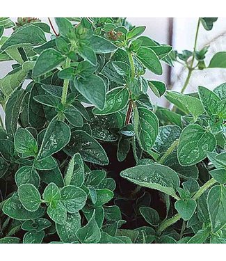 Mckenzie Herb Oregano