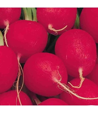 Livingstone Mckenzie Radish Crimson Giant  Sow Easy Seed Packet