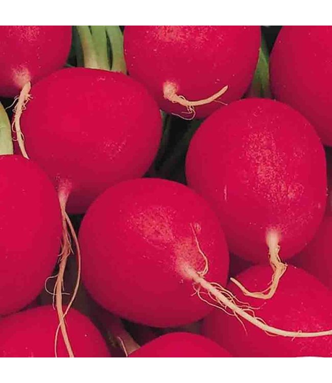 Mckenzie Radish Crimson Giant  Sow Easy Seed Packet