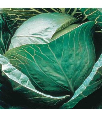Mckenzie Mckenzie Cabbage Early Copenhagen Mkt Seed Packet