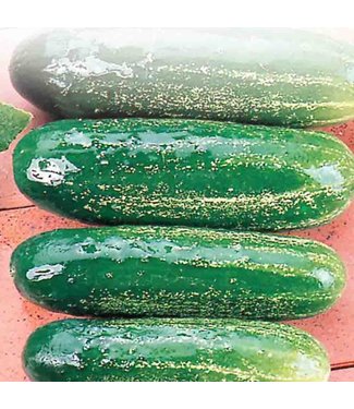 Mckenzie Cucumber Homemade Pickles Seed Packet