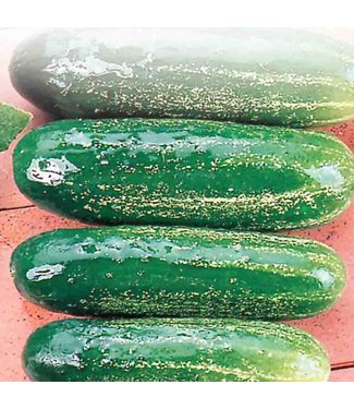 Mckenzie Mckenzie Cucumber Homemade Pickles Seed Packet