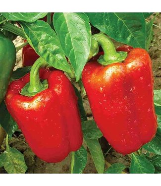 Mckenzie Pepper Early California Wonder