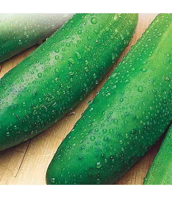 Mckenzie Cucumber Earliest Mincu Seed Packet