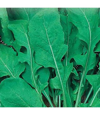 Mckenzie Mckenzie Herb Arugula Seed Packet