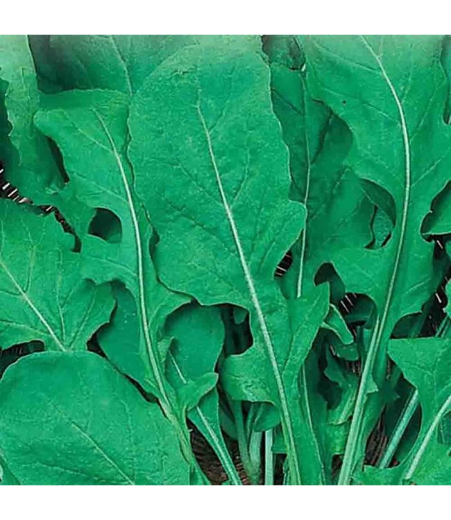Mckenzie Herb Arugula Seed Packet