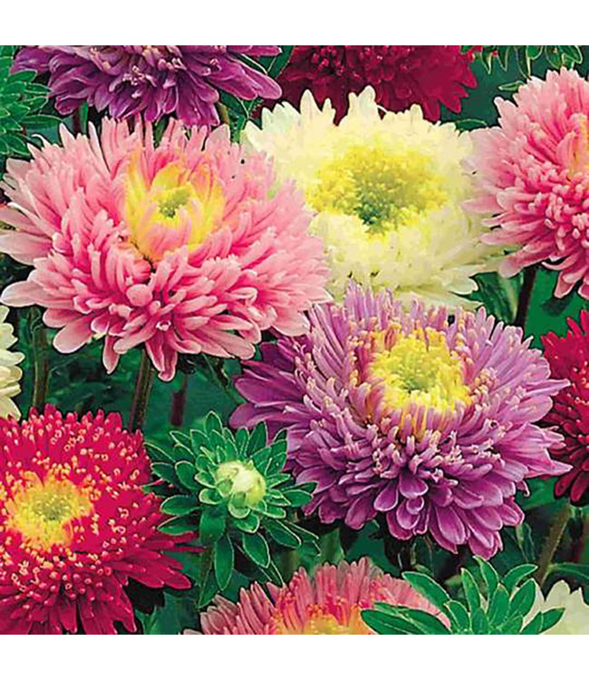 Mckenzie Aster Early Charm Seed Packet