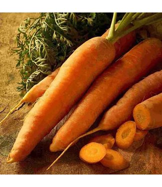 Mckenzie Carrot Scarlet Nantes J Seed Packet