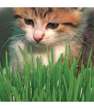 Mckenzie Catgrass Oats Seed Packet