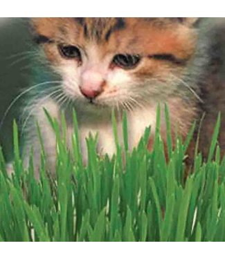 Mckenzie Mckenzie Catgrass Oats Seed Packet
