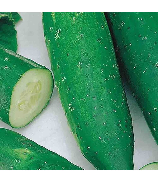 Mckenzie Cucumber Improved Long Green Seed Packet