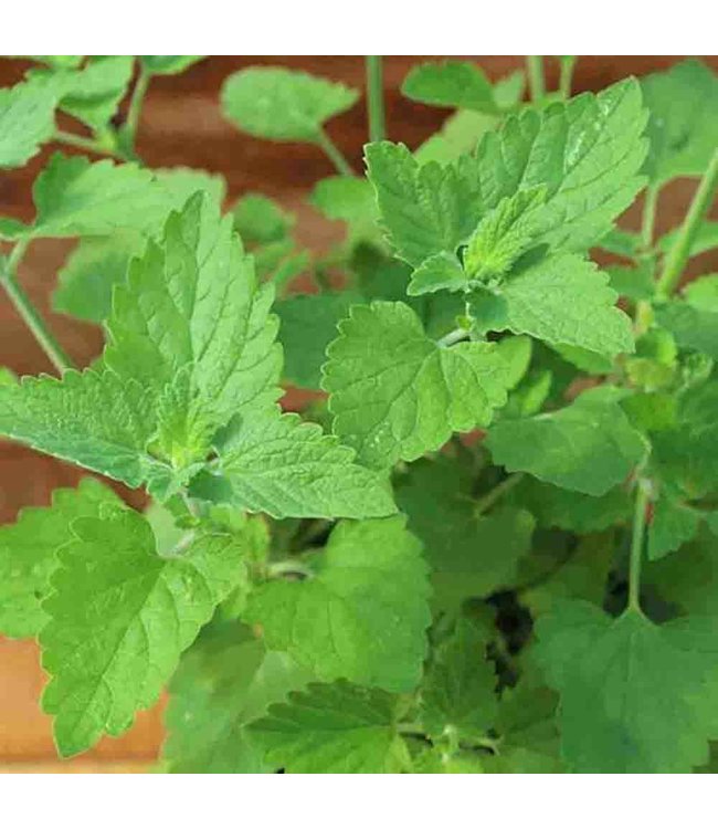 Mckenzie Herb Catnip Seed Packet