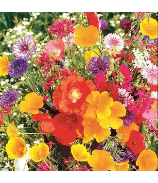 Livingstone Mckenzie Old Fashioned Flower Garden J Seed Packet