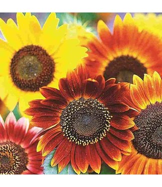 Mckenzie Sunflower Autumn Beauty Seed Packet