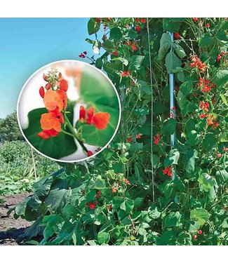 Mckenzie Bean Flowering Vine Scarlet Ru Seed Packet