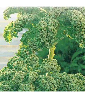 Mckenzie Kale Dwarf Green Curled Seed Packet