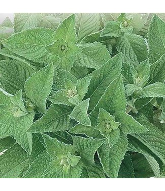 Mckenzie Mckenzie Herb Spearmint Seed Packet