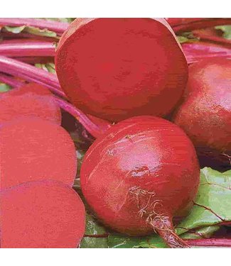 Mckenzie Beet Ruby Queen Seed Packet