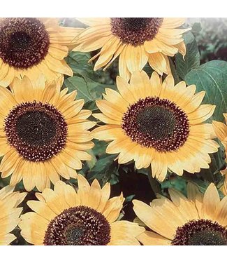 Mckenzie Sunflower Lemon Queen