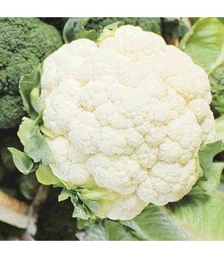 Mckenzie Mckenzie Cauliflower Early Snowball Seed Packet