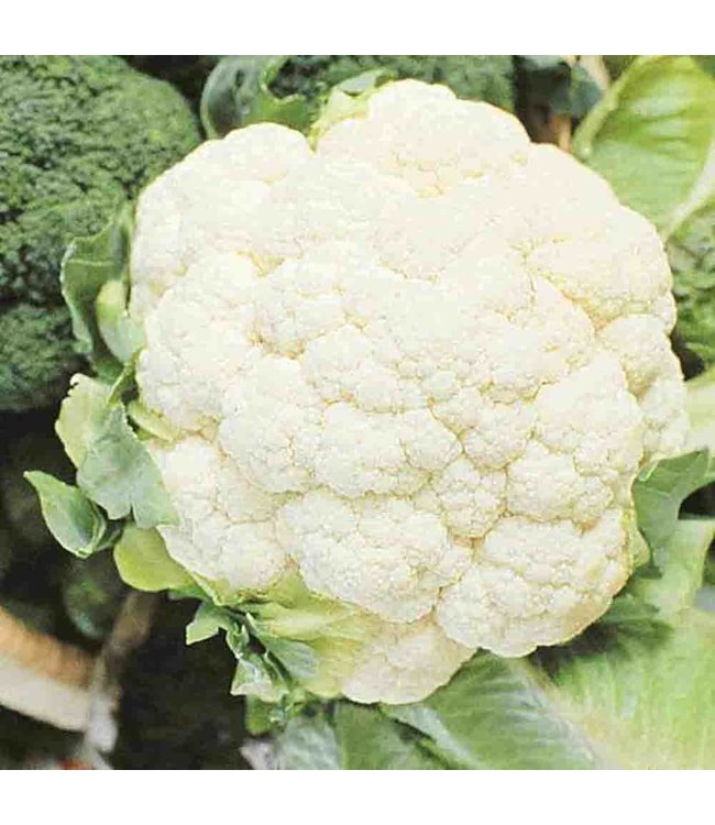 Mckenzie Cauliflower Early Snowball Seed Packet