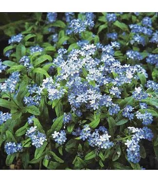 Mckenzie Forget-Me-Not Cynoglossum Seed Packet
