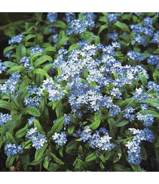 Mckenzie Forget-Me-Not Cynoglossum