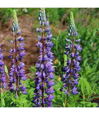 Mckenzie Lupin Russell Mix Seed Packet