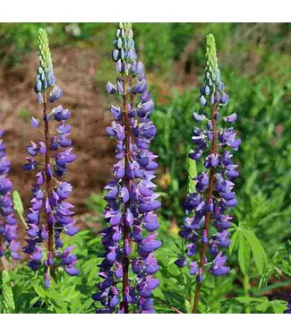 Mckenzie Mckenzie Lupin Russell Mix Seed Packet