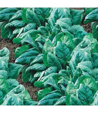 Mckenzie Spinach King of Denmark Seed Packet