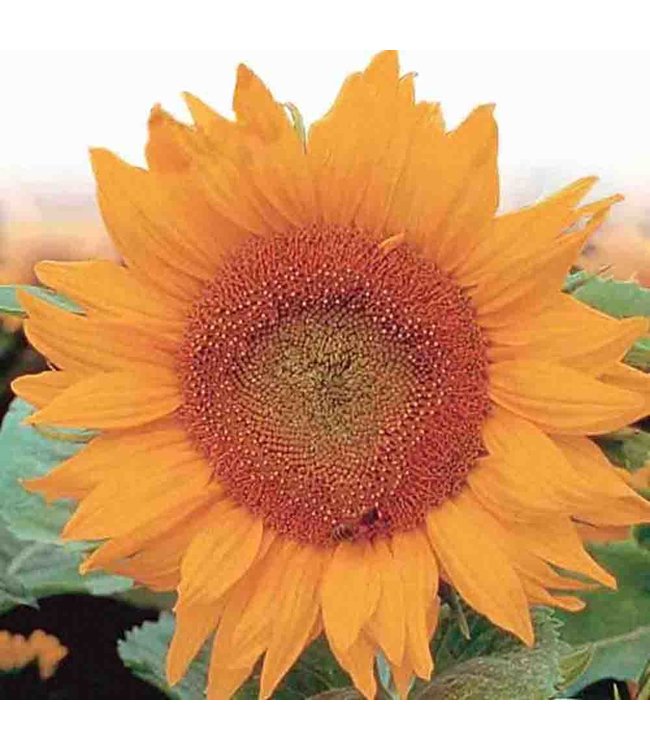 Mckenzie Sunflower Golden Hedge Seed Packet