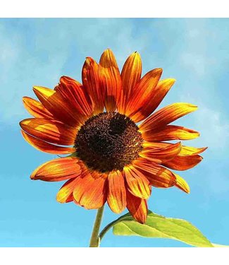 Mckenzie Sunflower Velvet Queen Seed Packet