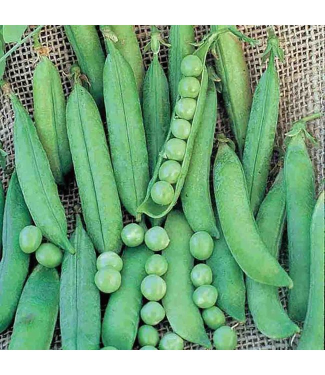 Mckenzie Pea Green Arrow Seed Packet