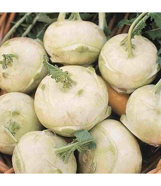 Mckenzie Kohl Rabi Early White Vienna
