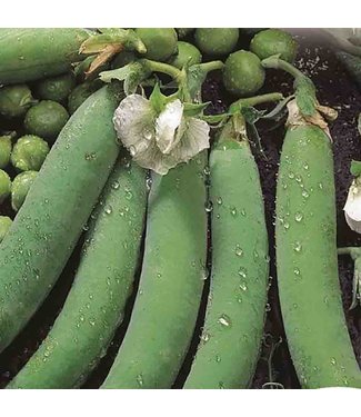 Mckenzie Mckenzie Pea Laxton's Progress Seed Packet