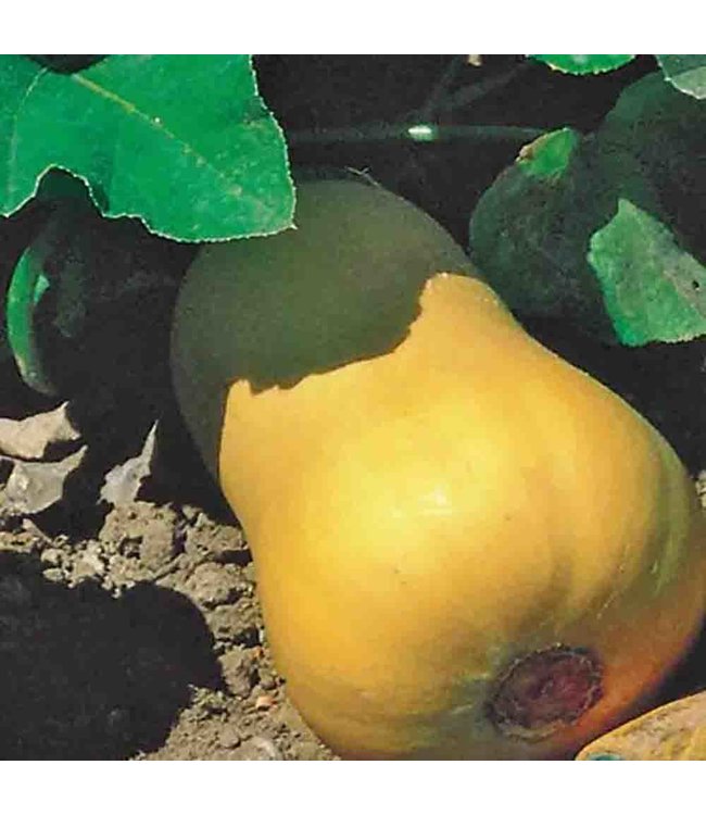 Mckenzie Squash Butternut Seed Packet