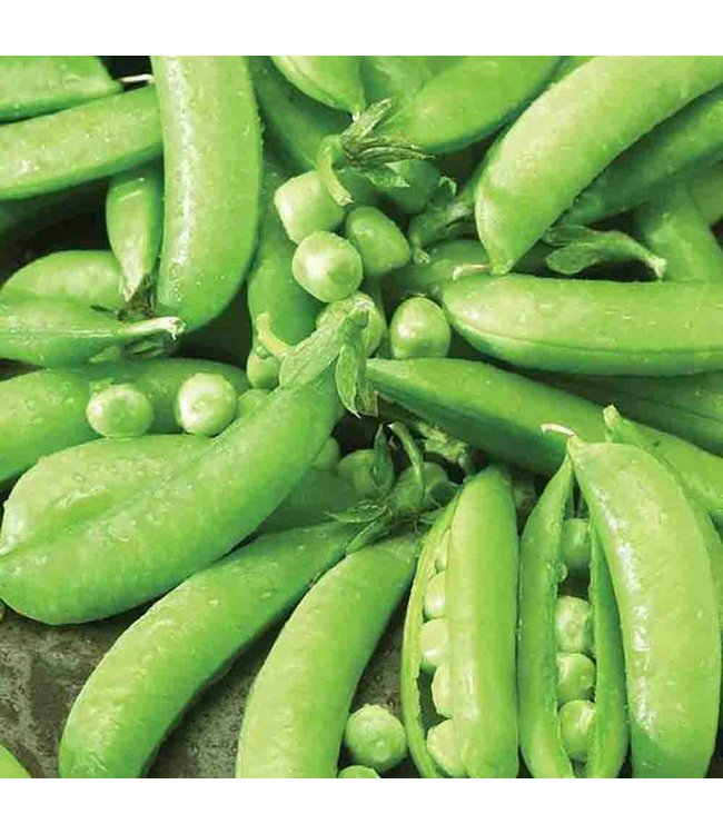 Mckenzie Pea Sugar Snap Edible Pod Seed Packet