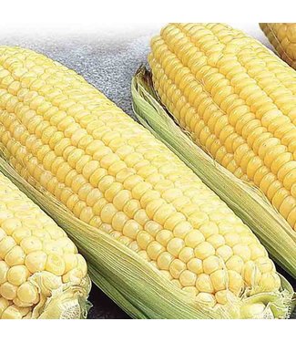 Mckenzie Corn Cdn Ely Supersweet Hyb