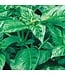Mckenzie Herb Basil Cinnamon Seed Packet