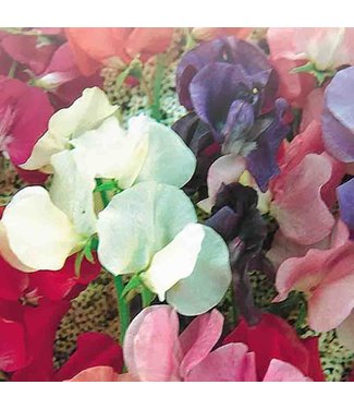 Mckenzie Sweet Pea Spencer Giant Mix Seed Packet